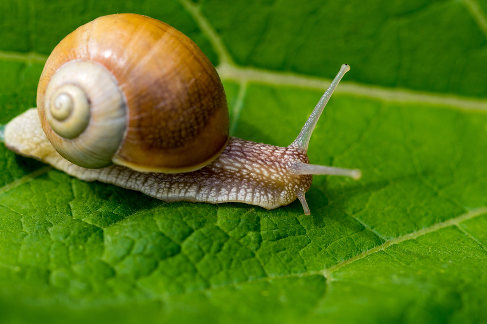 Eine Schnecke auf einem Blatt als Symbolbild für Ratgeber: Kupferband gegen Schnecken