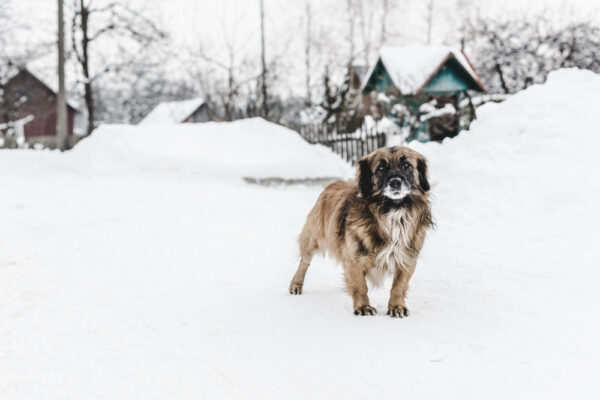 Hund im Schnee als Symbolbild für den Ratgeber: Frieren Hunde an den Pfoten