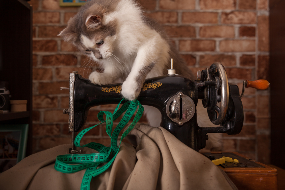 Katze spielt mit einem Maßband als Symbolbild für den Ratgeber: Wann sind Katzen ausgewachsen?