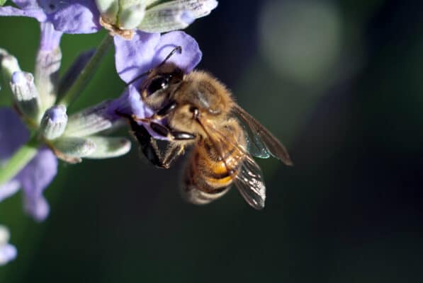 Biene an einer Lavendelblüte als Symbolbild für bienenfreundliche Balkonpflanzen.