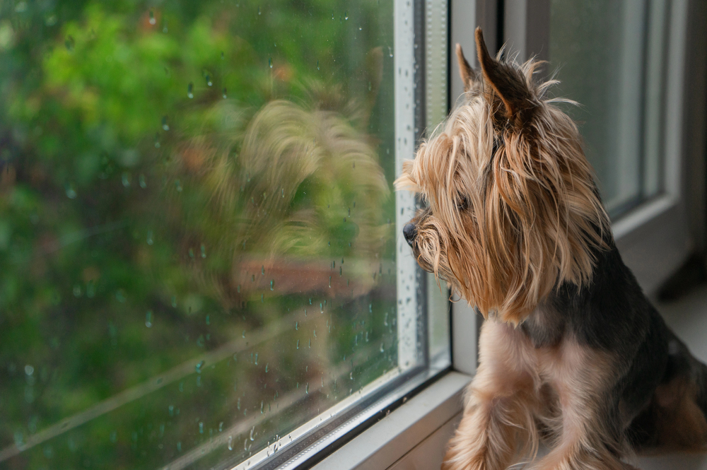 Ein Hund schaut aus dem Fenster, draußen regnet es als Symbolbild für den Beitrag: Können Hunde weinen?