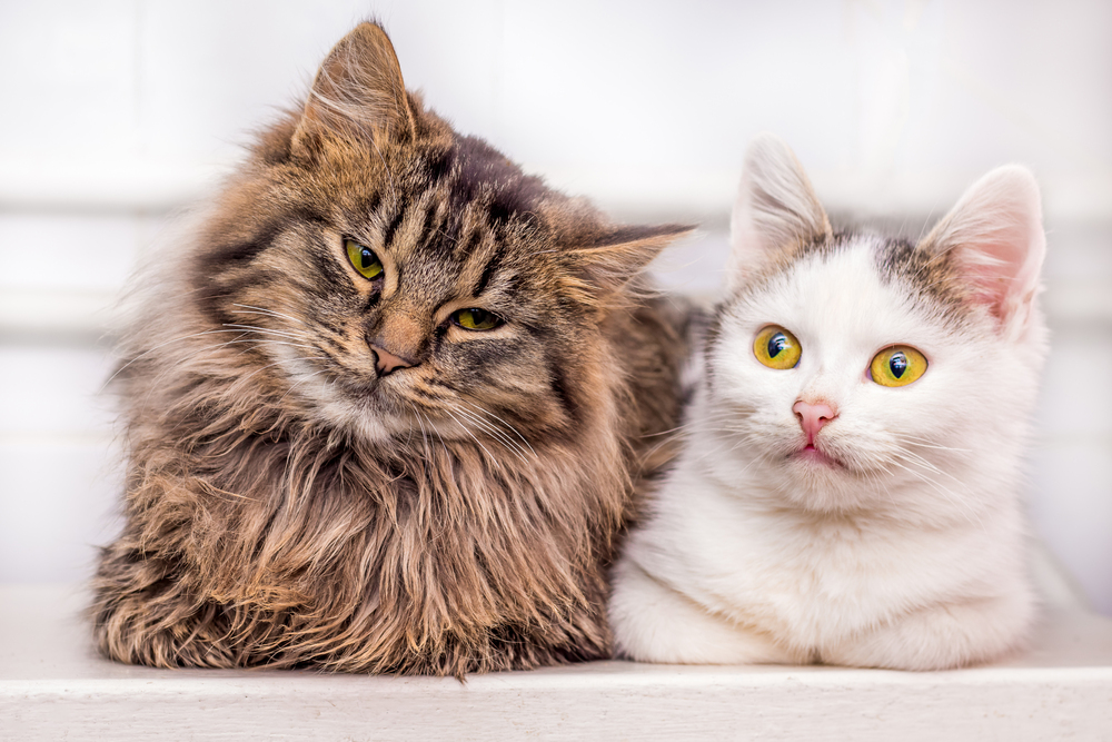 Zwei junge Kätzchen sitzen zusammen, eines nach dem anderen als Symbolbild für Ratgeber: Katzen zusammenführen