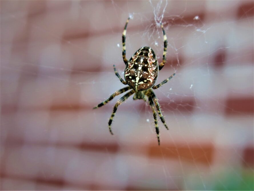 Eine Spinne im Netz als Symbolbild für Ratgeber: Spinnenbiss