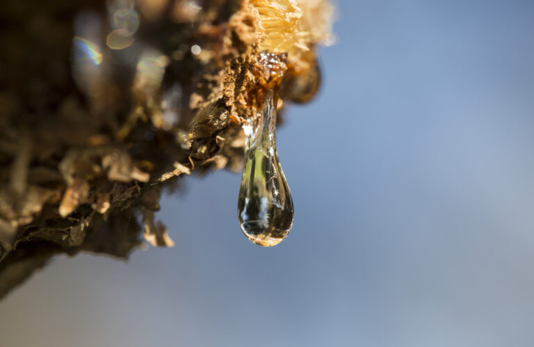 Harz tropft von einem Baum als Symbolbild für den Ratgeber: Harz aus Kleidung entfernen