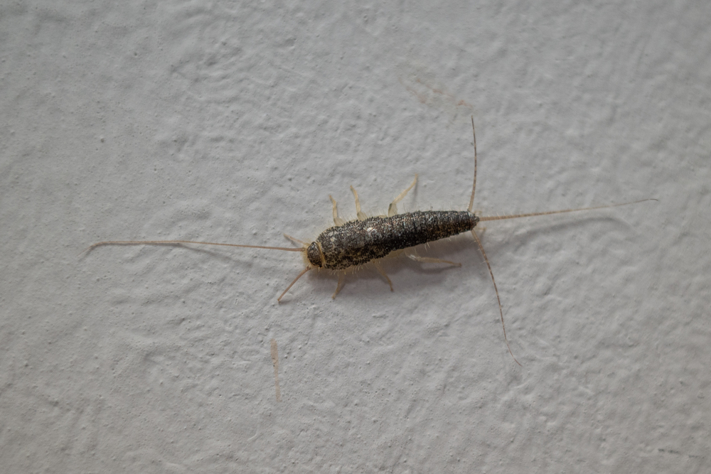 Silberfischchen in Großaufnahme an der Wand in einer Wohnung