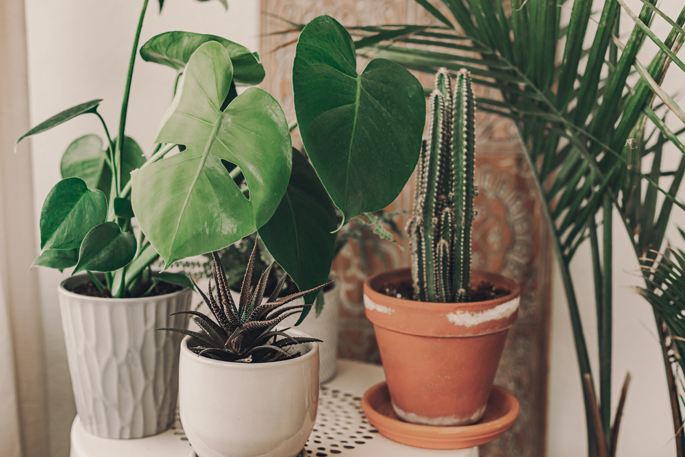 Pflanzenhimmel für Zuhause. Grünpflanzen im Boho-Wohnzimmer. Monstera, Kaktus, sukkulente Pflanzen. Tropische, Dessertblumen. Bohème Lebensstil. Keramische Töpfe. Heimgarten Hobby. Orange, Sand, grüne Farben als Symbolbild für Ratgeber: Luftreinigende Pflanzen