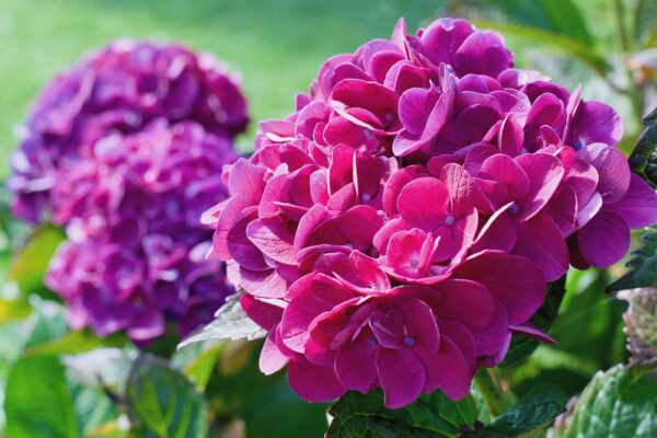 Blühende pink-violette Hortensien als Symbolbild für den Ratgeber: Hortensien blühen nicht