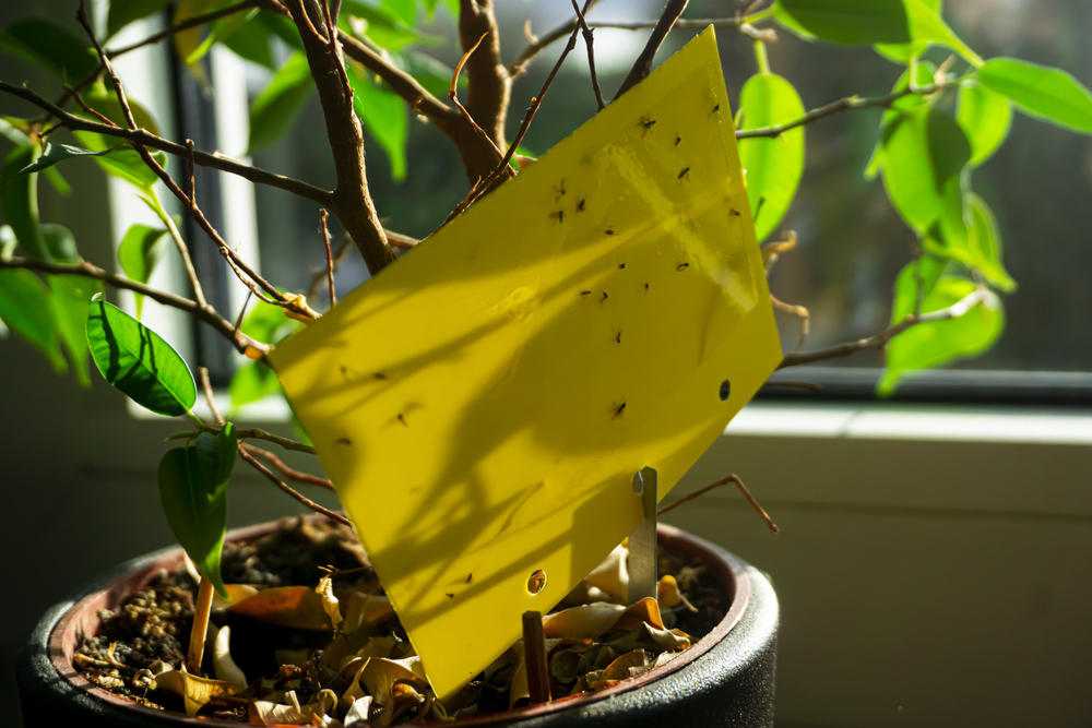 Gelbe Fliegenfalle im Blumentopf auf der Fensterbank als Symbolbild für den Ratgeber: Hausmittel gegen Trauermücken