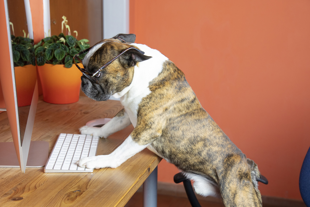 Niedlicher Boston Terrier mit Brille arbeitet am Computer wie ein Mensch als Symbolbild für den Ratgeber: Haustier-Tech