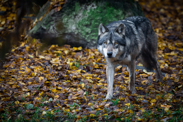 Ein grauer Wolf im Wald als Symbolbild für Ratgeber: Verhalten bei Wolfsbegegnung
