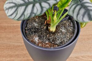 Weißer Schimmel auf der Blumenerde einer Zimmerpflanze im Topf.