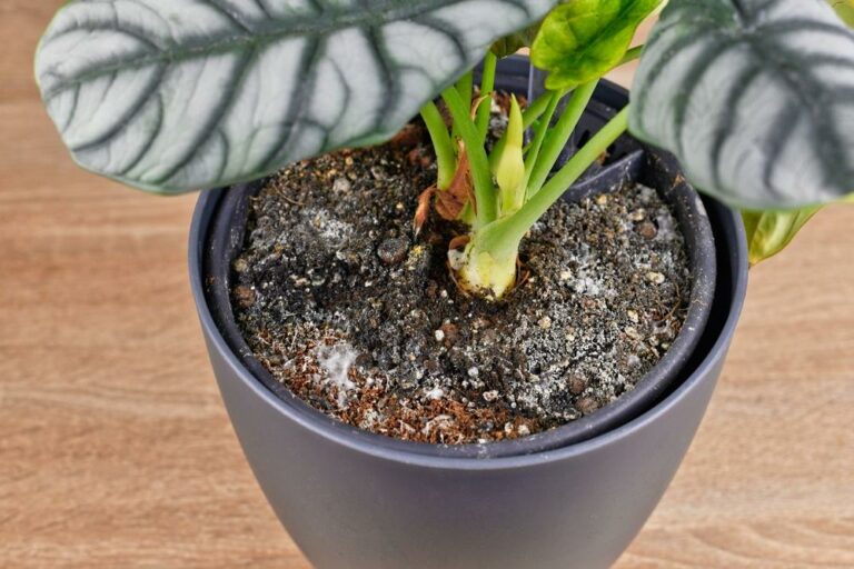 Weißer Schimmel auf der Blumenerde einer Zimmerpflanze im Topf.
