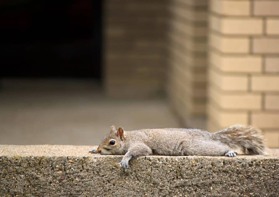 Eichhörnchen ruht sich auf einer Treppenstufe aus als Symbolbild für den Beitrag: Hausmittel gegen körperliche Erschöpfung