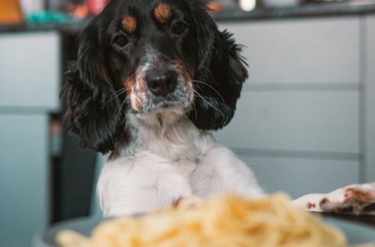 Dürfen Hunde Nudeln essen?
