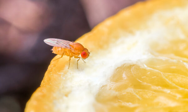 Fruchtfliege auf einer aufgeschnittenen Orange