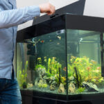 Eine Person öffnet den Deckel eines gut bepflanzten Aquariums, um die Fische zu füttern. Das Bild verdeutlicht die Bedeutung einer kontrollierten Fütterung für eine gesunde Wasserqualität und das Wohlbefinden der Fische.