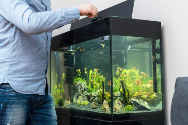 Eine Person öffnet den Deckel eines gut bepflanzten Aquariums, um die Fische zu füttern. Das Bild verdeutlicht die Bedeutung einer kontrollierten Fütterung für eine gesunde Wasserqualität und das Wohlbefinden der Fische.