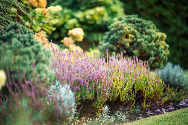 Blühende Heidepflanzen in einem liebevoll gestalteten Garten mit Nadelgehölzen und Ziersträuchern.