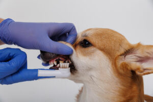 Jemand putzt einem Hund die Zähne mit einem Fingerzanbürstenaufsatz.
