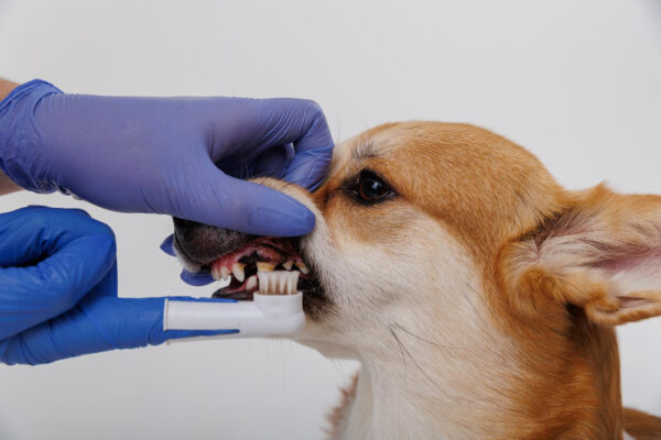 Jemand putzt einem Hund die Zähne mit einem Fingerzanbürstenaufsatz.