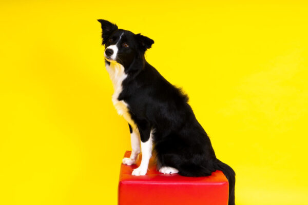 Border Collie sitzt auf einem roten Podest