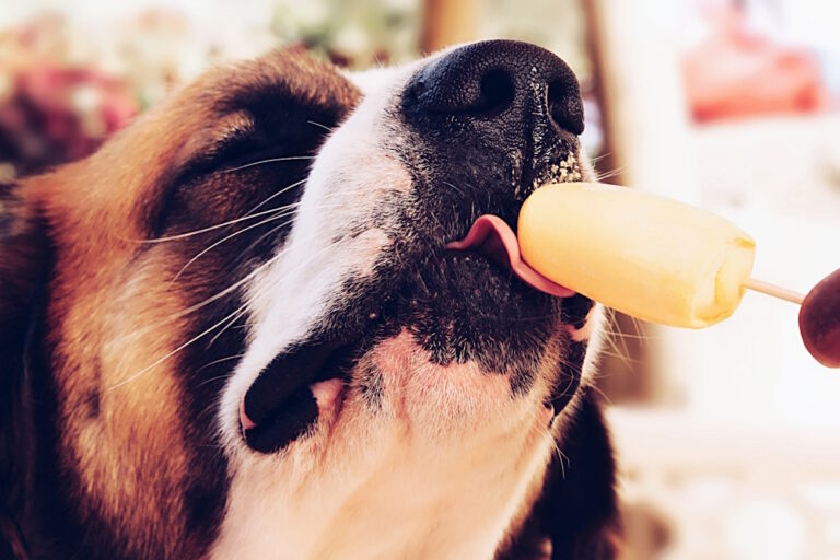 Hund leckt genüsslich an einem gelben Hundeeis am Stiel.
