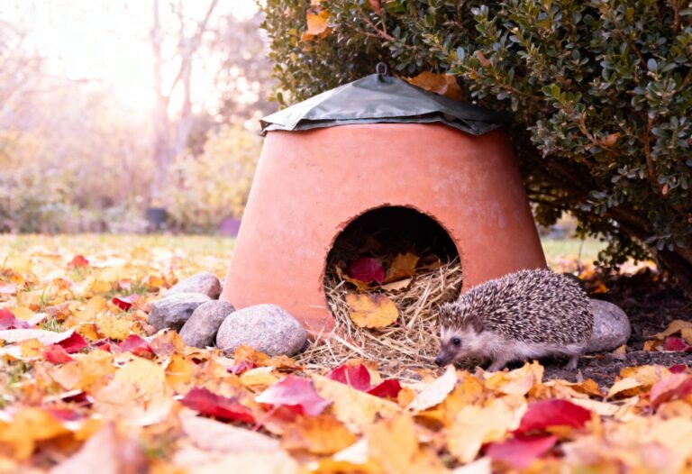 Igel vor einem selbstgebauten Igelhaus aus einem Blumentopf