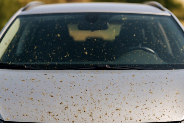 Insekten auf der Windschutzscheibe und der Motorhaube eines grauen Autos.