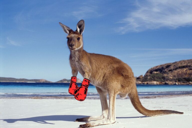 Känguru mit Boxhandschuhen