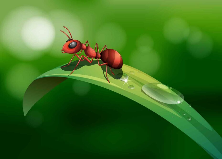 Kaffeesatz gegen Ameisen im Rasen - wirkt das?