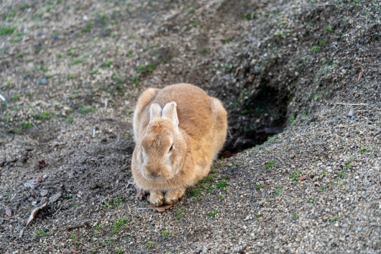 Ein Kaninchen sitzt neben einem gebuddeltem Loch