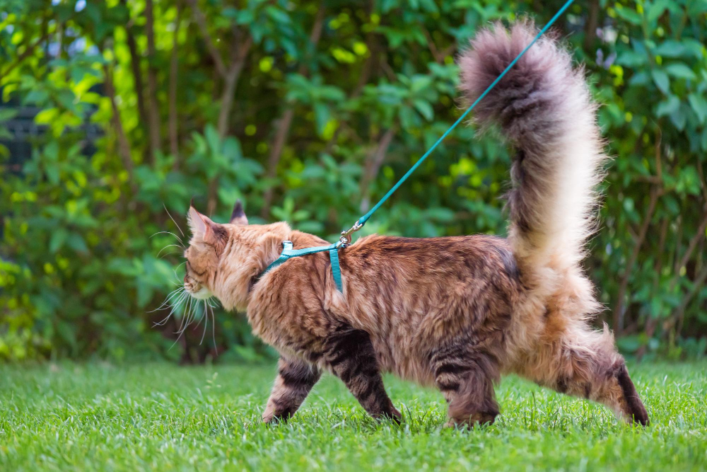 Flauschige getigerte Katze an der Leine erkundet eine Wiese.