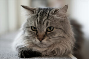 Eine Katze liegt mit gelangweiltem Blick auf dem Teppich – Szene zum Thema, ob sich Katzen manchmal langweilen.