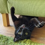 Schwarze Katze liegt auf dem Rücken und kratzt spielerisch am grünen Sofa