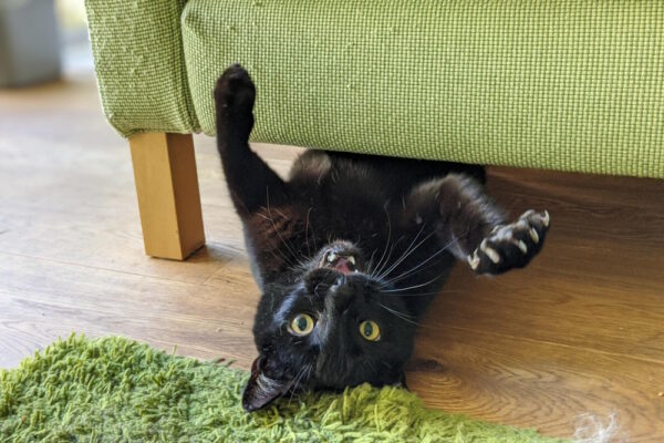 Schwarze Katze liegt auf dem Rücken und kratzt spielerisch am grünen Sofa