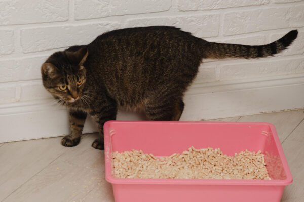 Getigerte Hauskatze steht neben rosa Katzenklo mit Streu