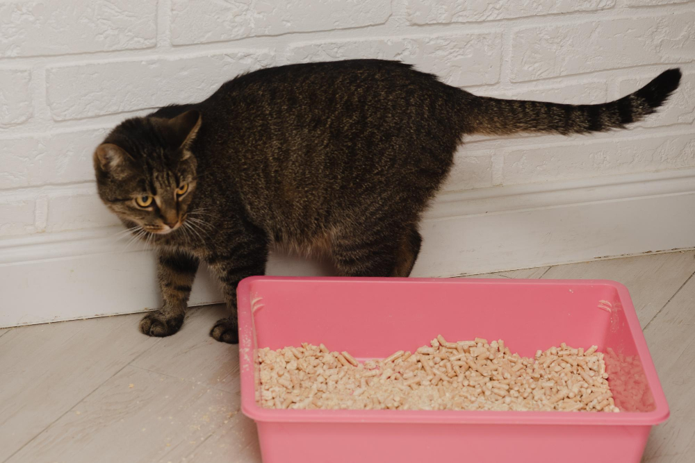 Getigerte Hauskatze steht neben rosa Katzenklo mit Streu