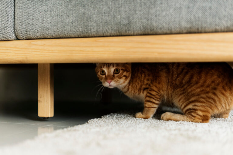Getigerte Katze versteckt sich unter einem modernen Sofa.