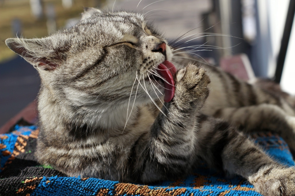 Katzen als Haustiere für Berufstätige?