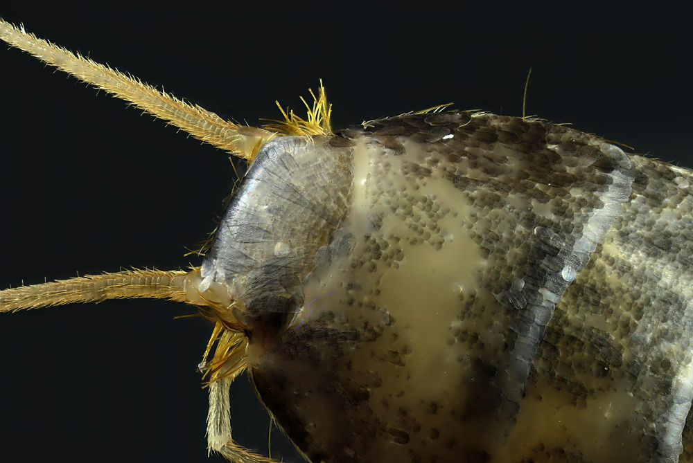 Nahaufnahme: Kopf eines Silberfischchens (Lepisma saccharinum)