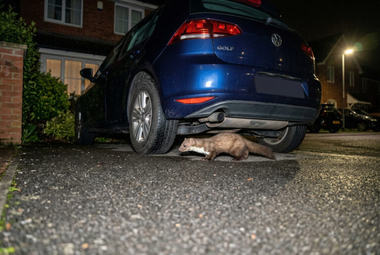 Marder (Steinmarder) in der Nacht am Auto