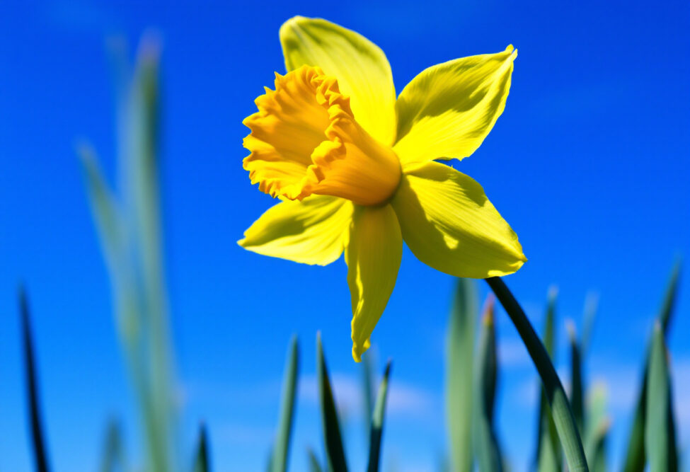 Narzisse mit blauem Himmel als Hintergrund