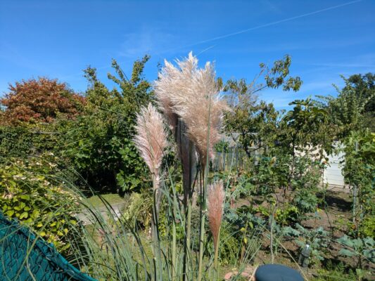 Hohe Blütenstände von Pampasgras im Garten, umgeben von Bäumen und Gemüsebeeten an einem sonnigen Tag mit blauem Himmel.