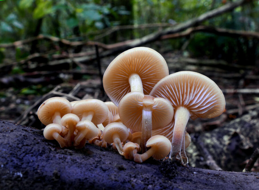 Samtfußrüblinge mit glänzenden, hellbraunen Hüten wachsen in Büscheln auf einem feuchten Baumstamm im Wald.