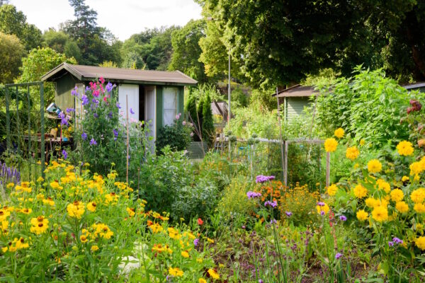 Bunter Schrebergarten mit Blumen, Sträuchern und Gartenhaus bei Sonnenschein