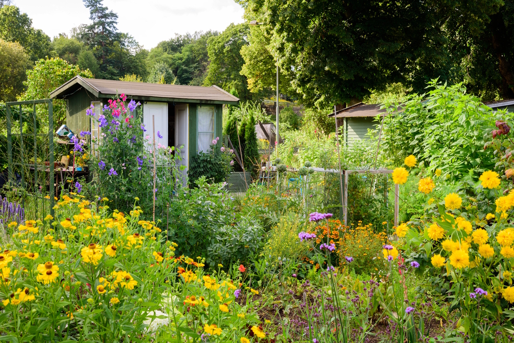 Bunter Schrebergarten mit Blumen, Sträuchern und Gartenhaus bei Sonnenschein