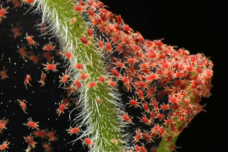 Kleine rote Spinnenmilben, auch als Spinnmilben bekannt