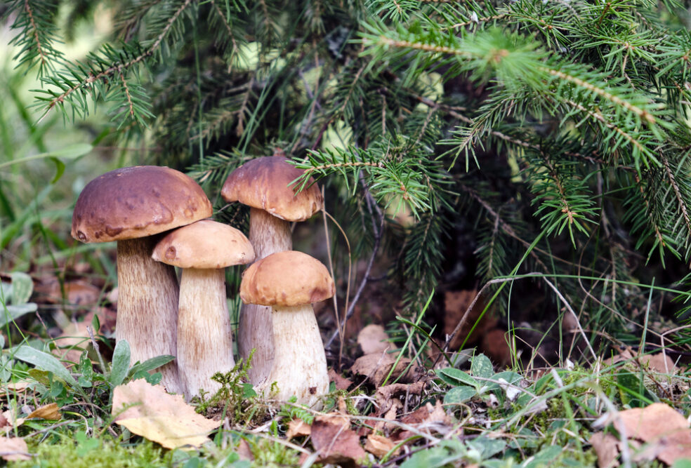 Steinpilze am Saum.