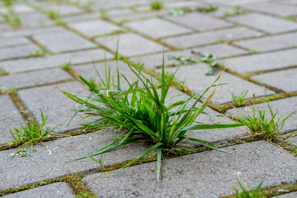 Unkraut wächst zwischen Steinplatten.