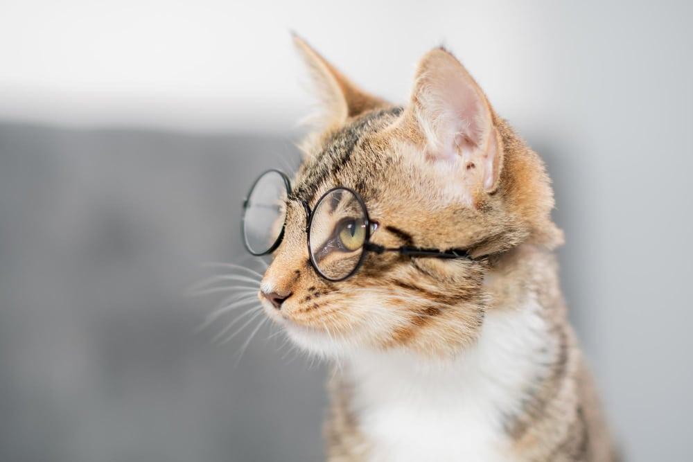 Warum haben Katzen eine Tasche am Ohr